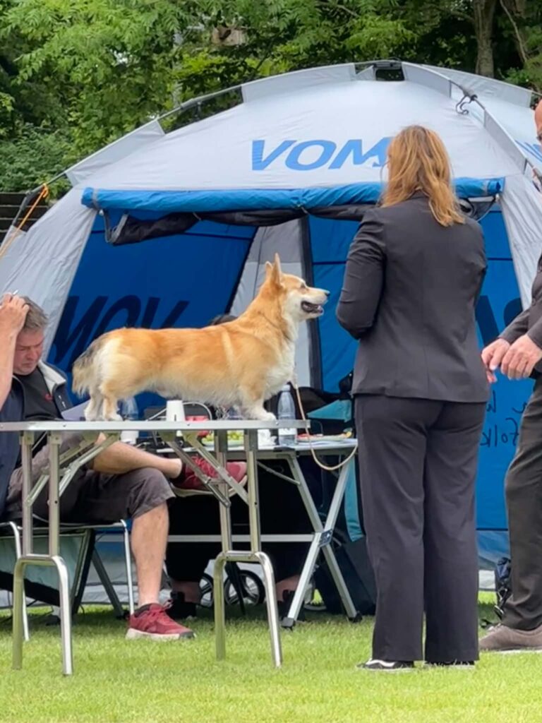 Kuldbror og søster, blev BIR og BIM.
JAX er blevet DK juniorChamp